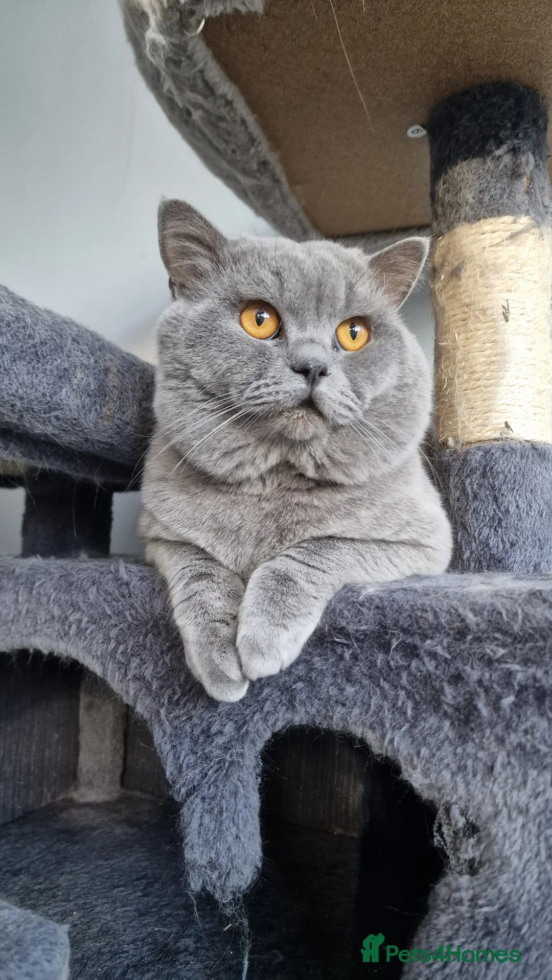 British Shorthair cats for stud: GCCF Active BLUE BOY for stud 💙 in Bexleyheath - Advert 1