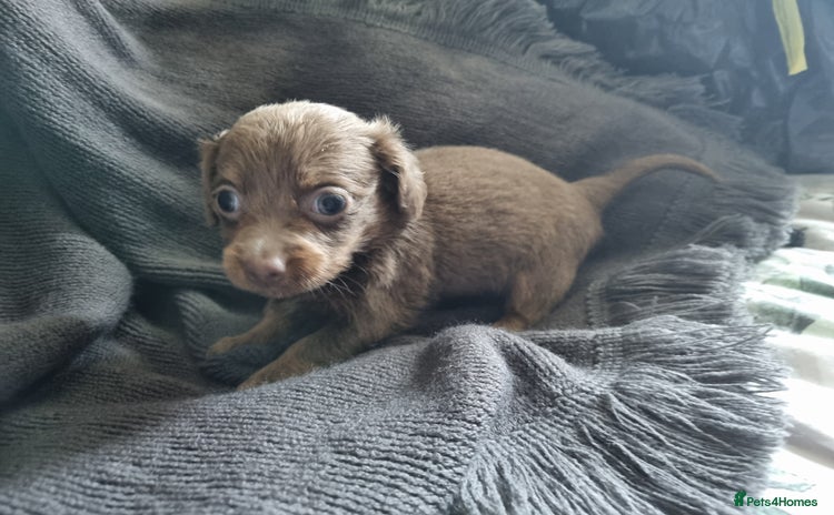 Mixed Breed dogs - Advert 1