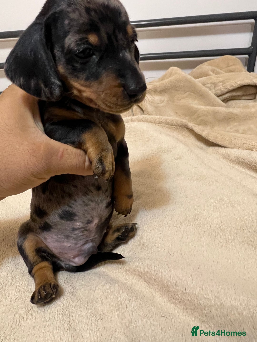 Miniature Dachshund dogs for sale: Miniature Dachshund KC ready now  - Image 6