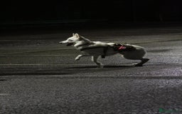 German Shepherd dogs for sale: White german sheperd  - Image 16