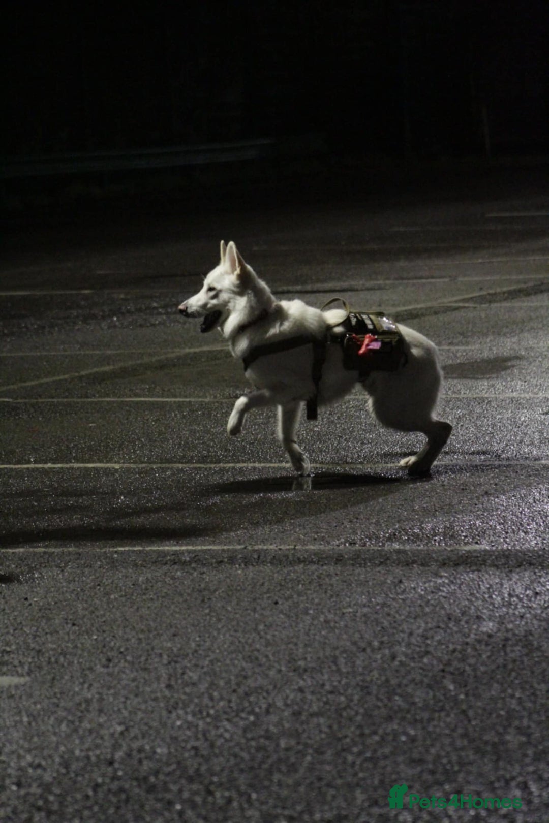 German Shepherd dogs for sale: White german sheperd  - Image 16