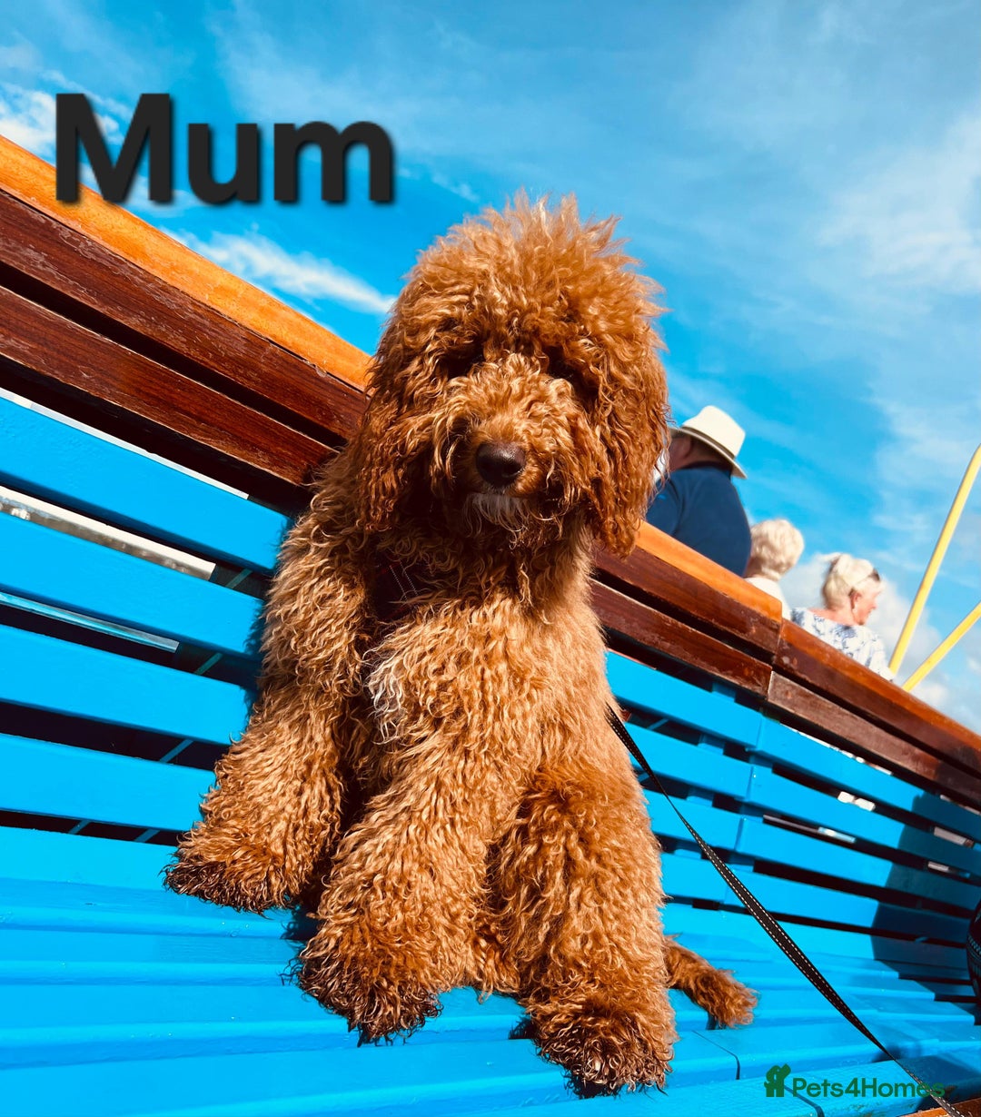 Cockapoo dogs for sale: Adorable cockapoo  - Image 7