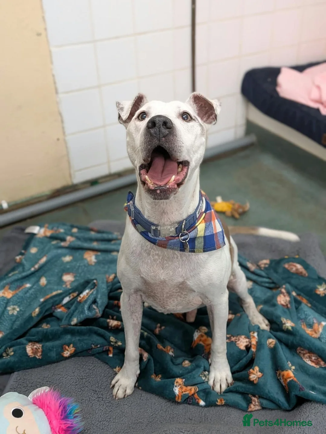 Staffordshire Bull Terrier dogs for adoption: Beau  - Advert 7