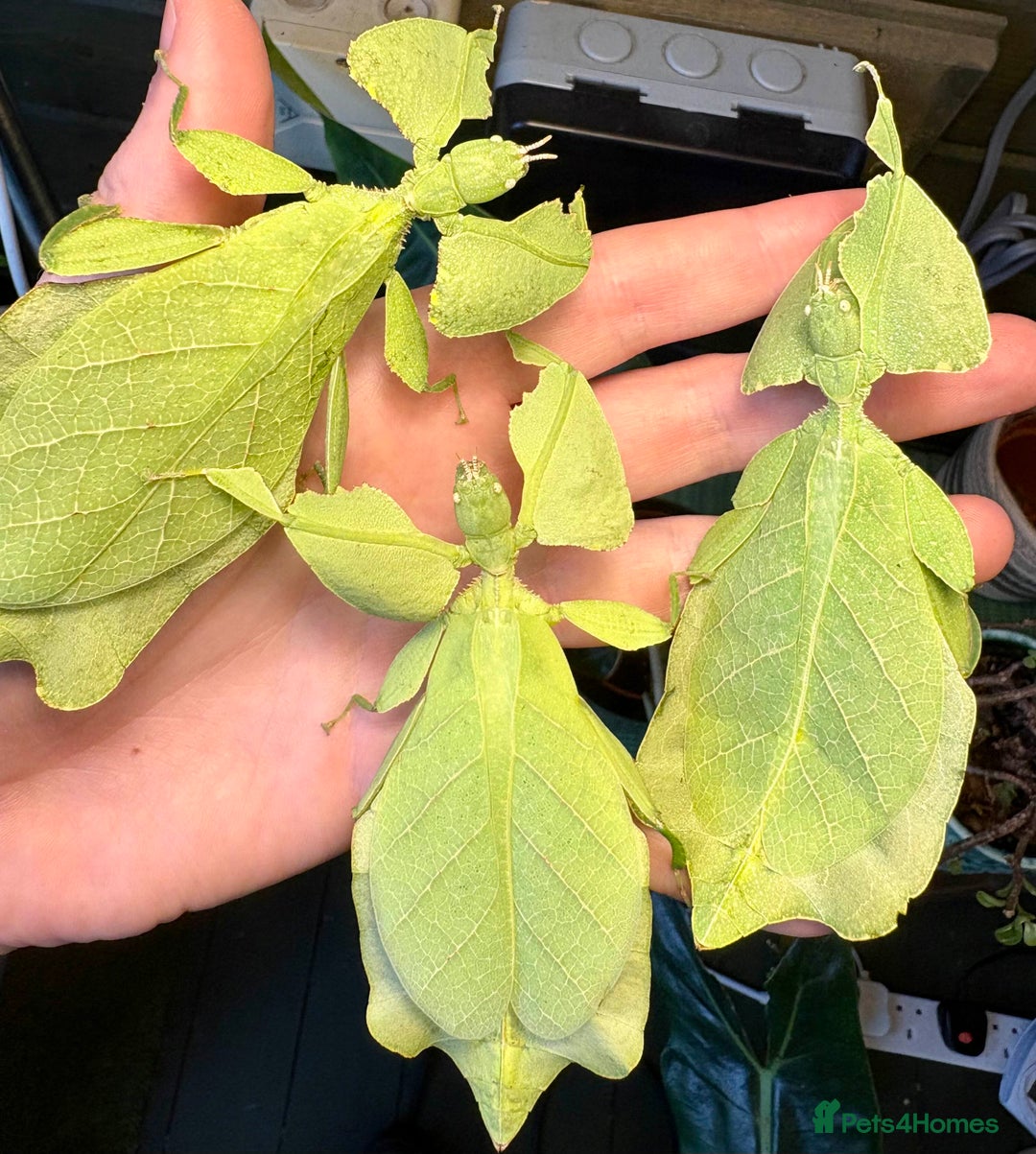 Stick Insects invertebrates for sale: Cryptophyllium limogesi nymphs (leaf insects) - Image 9
