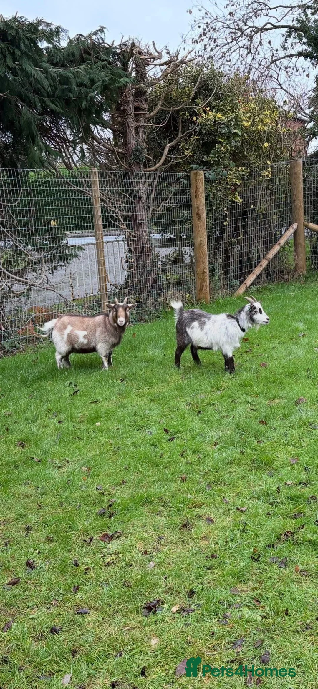 Goats livestock for sale: Pygmy wether looking for experienced home  - Advert 2