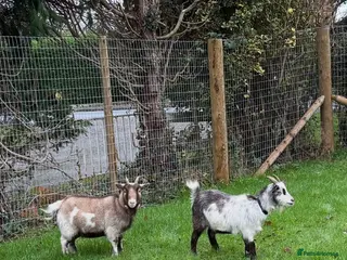Goats livestock Pygmy wether looking for experienced home - Advert 4