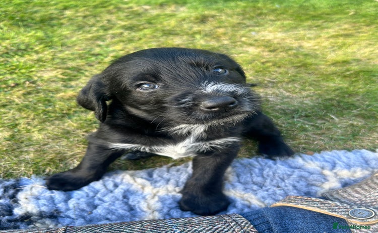 Mixed Breed dogs - Advert 14