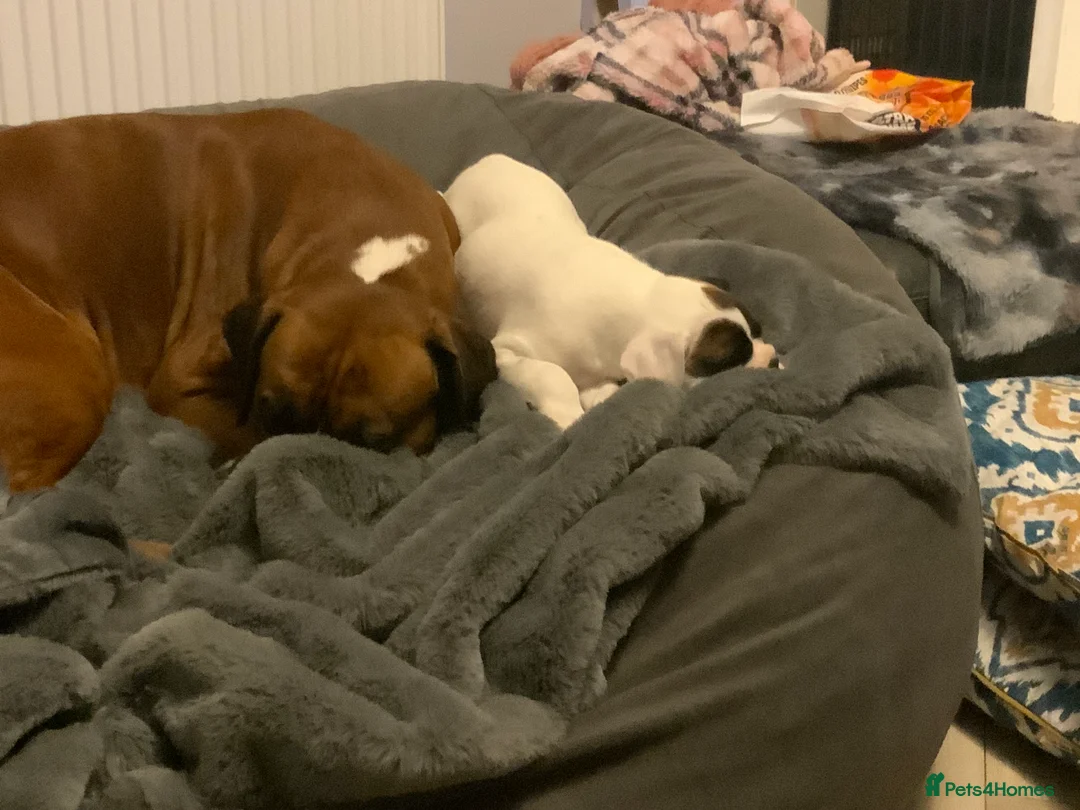 Boxer dogs for sale: Stunning White boy. - Advert 4