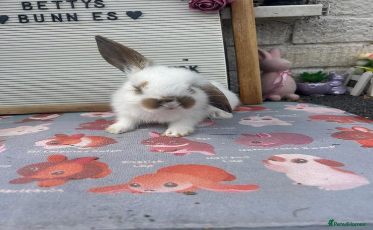 Mini Lop rabbits - Advert 3