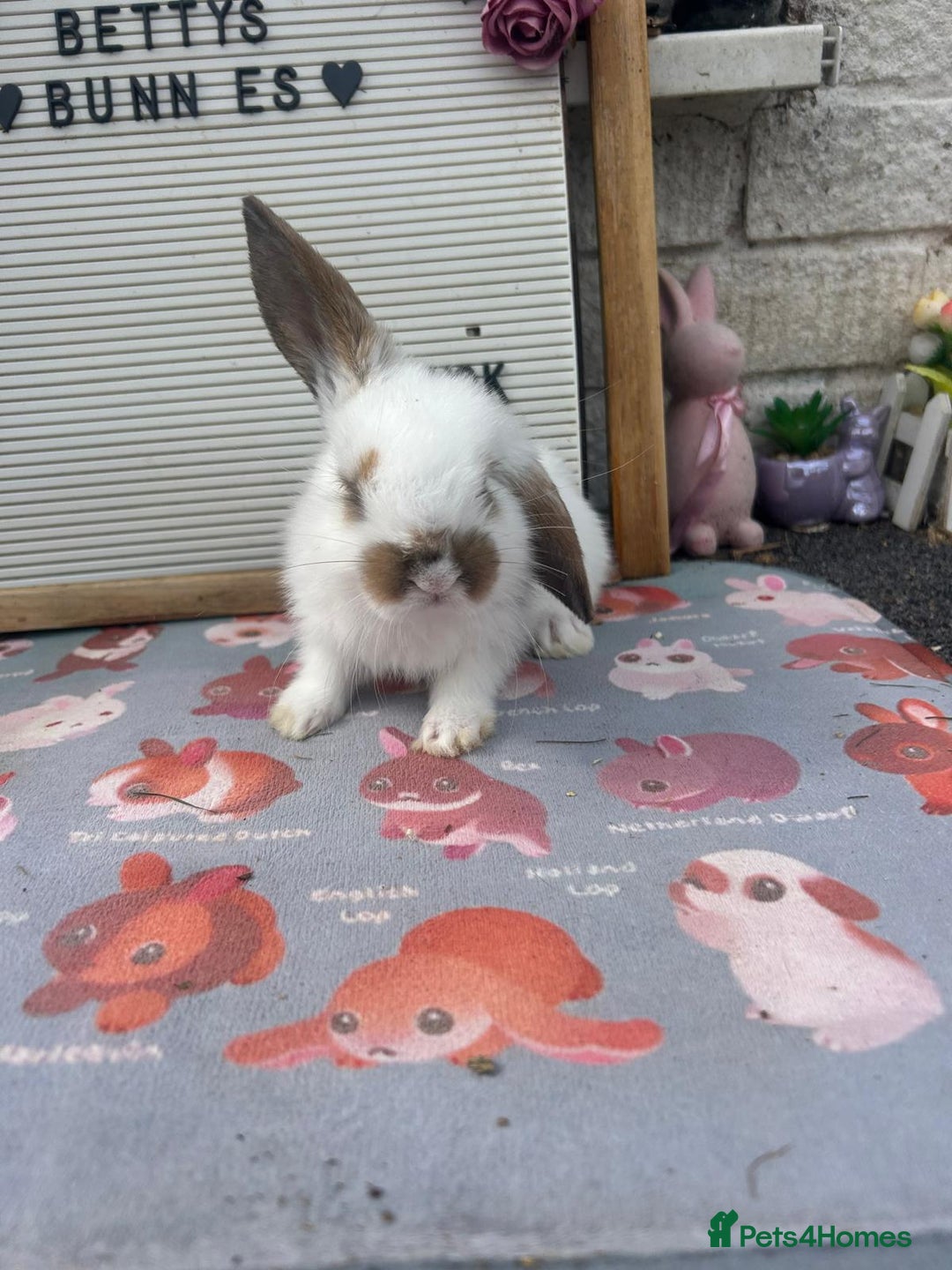 Mini Lop rabbits for sale: Mini lop x babies  - Image 1