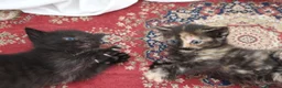 Mixed Breed cats for sale: 4 kittens, 2 boys 2 girls  - Advert 4