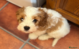 Cavapoo dogs for sale: Miniature Australian Cavadoodles - Image 11