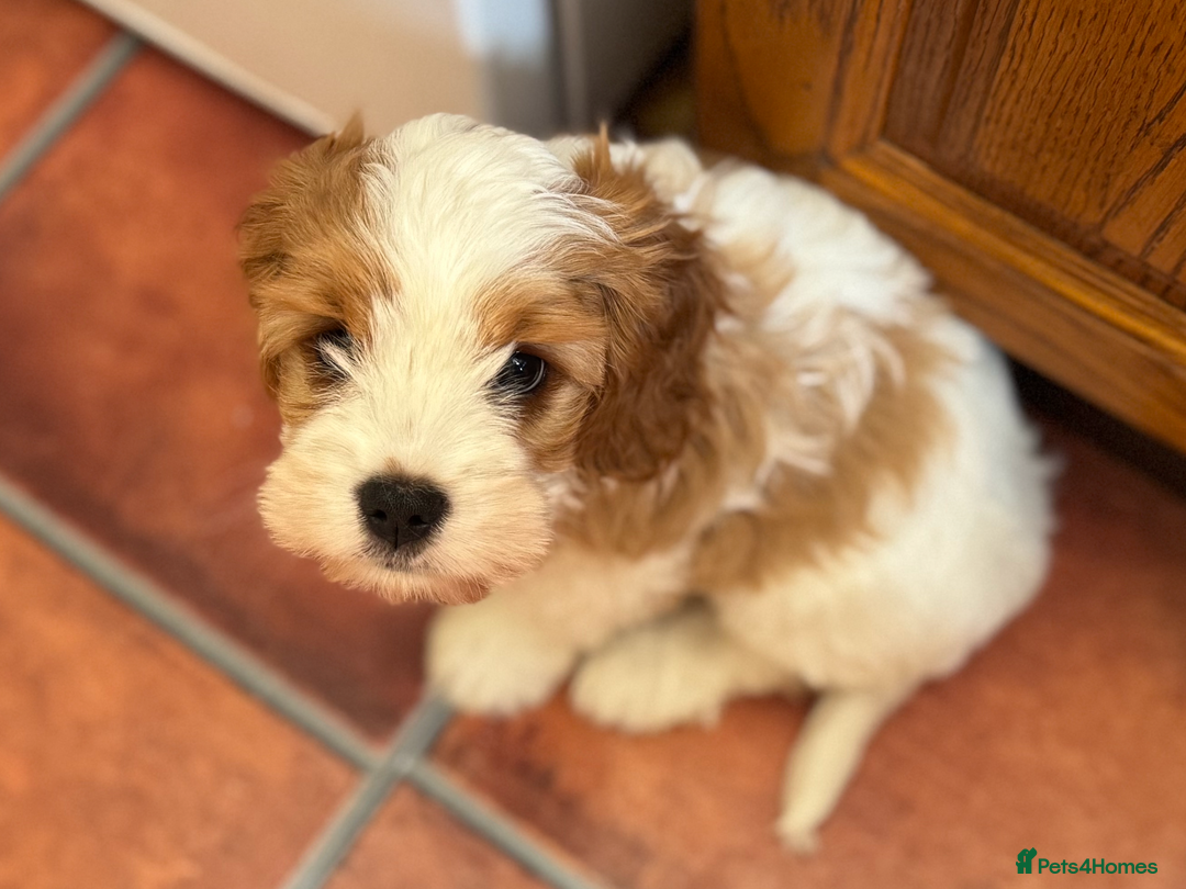Cavapoo dogs for sale: Miniature Australian Cavadoodles - Image 11