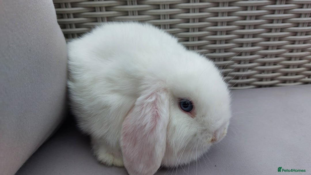 Mini Lop rabbits for sale: 💕Gorgeous purebred mini lops 💕 - Image 10