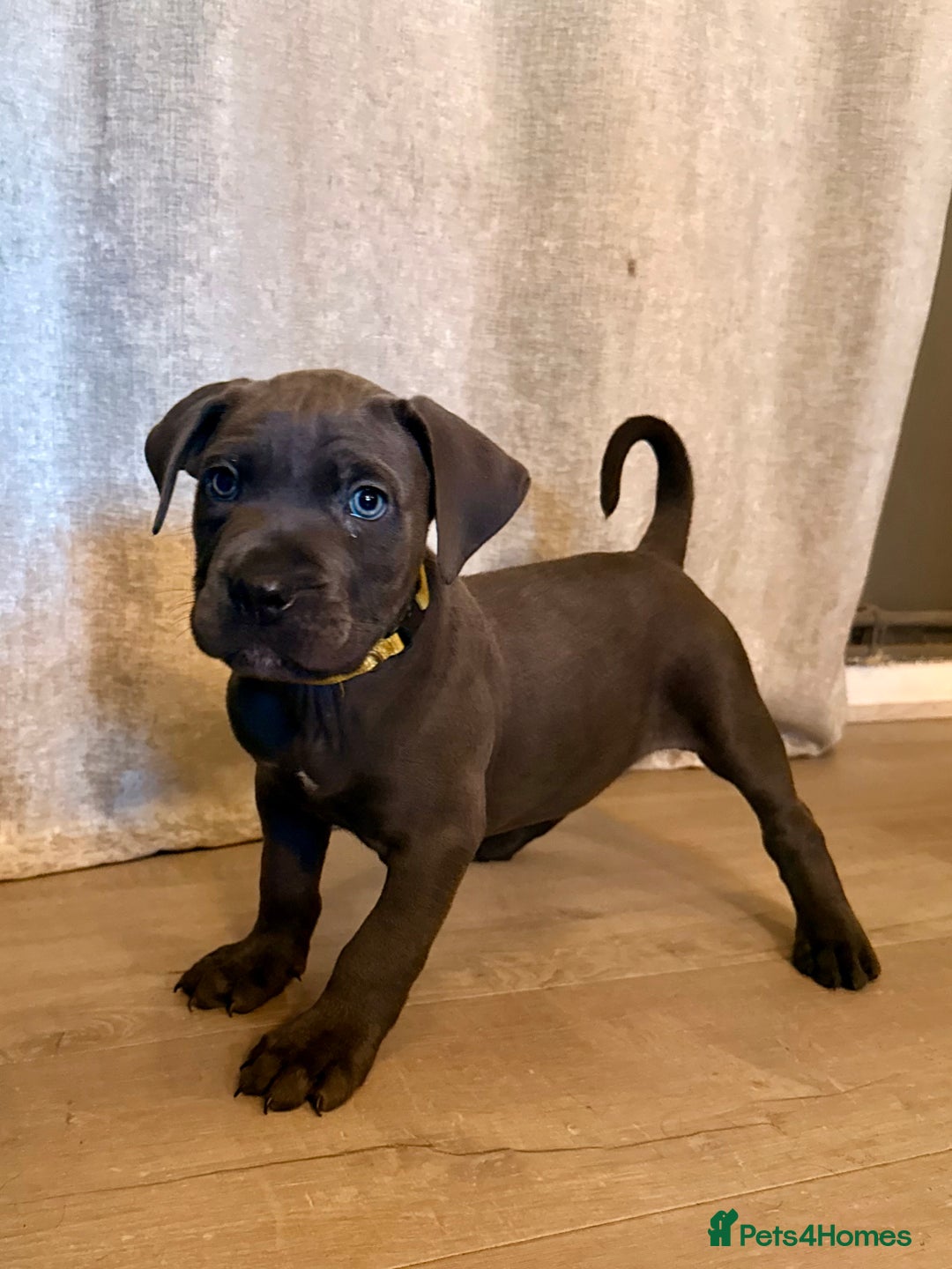 Cane Corso dogs for sale: Exceptional, Champion Bloodline Cane Corso Puppies - Advert 9