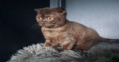 Scottish Fold cats - Advert 3