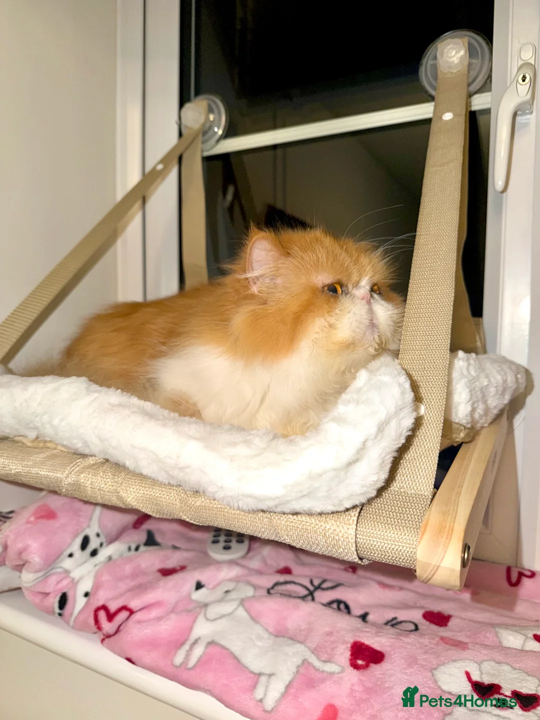 Persian cats for sale: Beautiful long hair bicolour white/red Persian boy - Advert 11