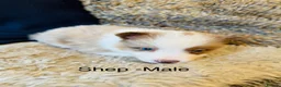 Border Collie dogs for sale: Our Bred Border Collie Puppies For Sale - Advert 9