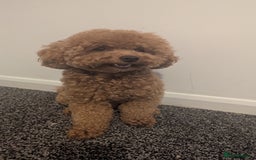 Toy Poodle dogs for sale: Toy Poodle - Image 4