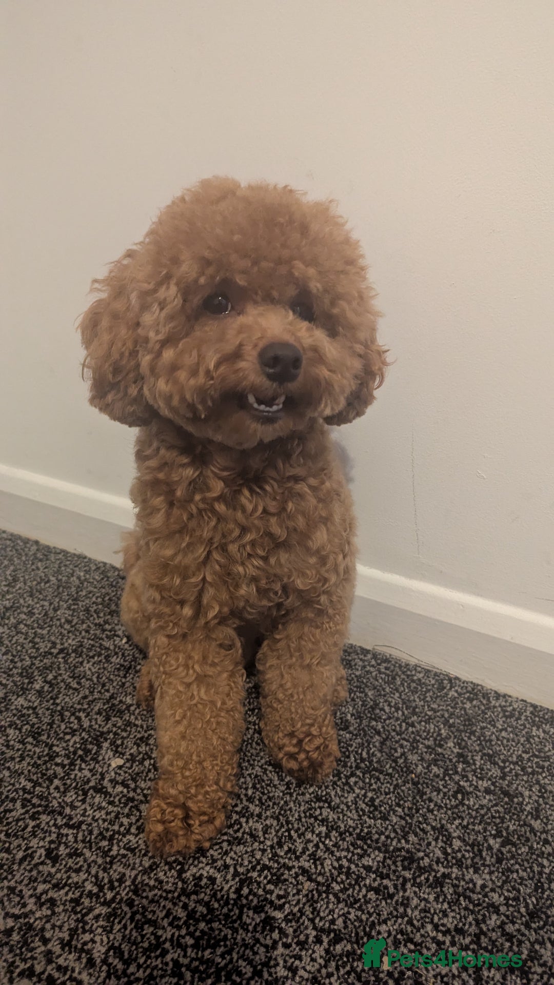 Toy Poodle dogs for sale: Toy Poodle - Image 4