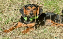 Bocker dogs for stud: Spirit for stud - Image 1