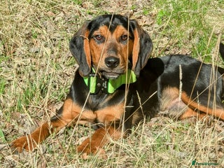 Bocker dogs for stud - Advert 1