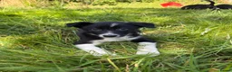 Border Collie dogs for sale: 4 Beautiful Border Collie Pups  in Lancaster - Advert 11