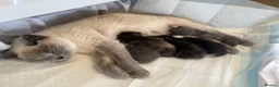 British Shorthair cats for sale: Five adorable British shorthair kittens in Skipton - Advert 28