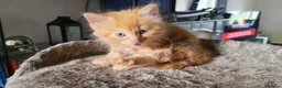 Mixed Breed cats for sale: Mixed breed kittens - Advert 3