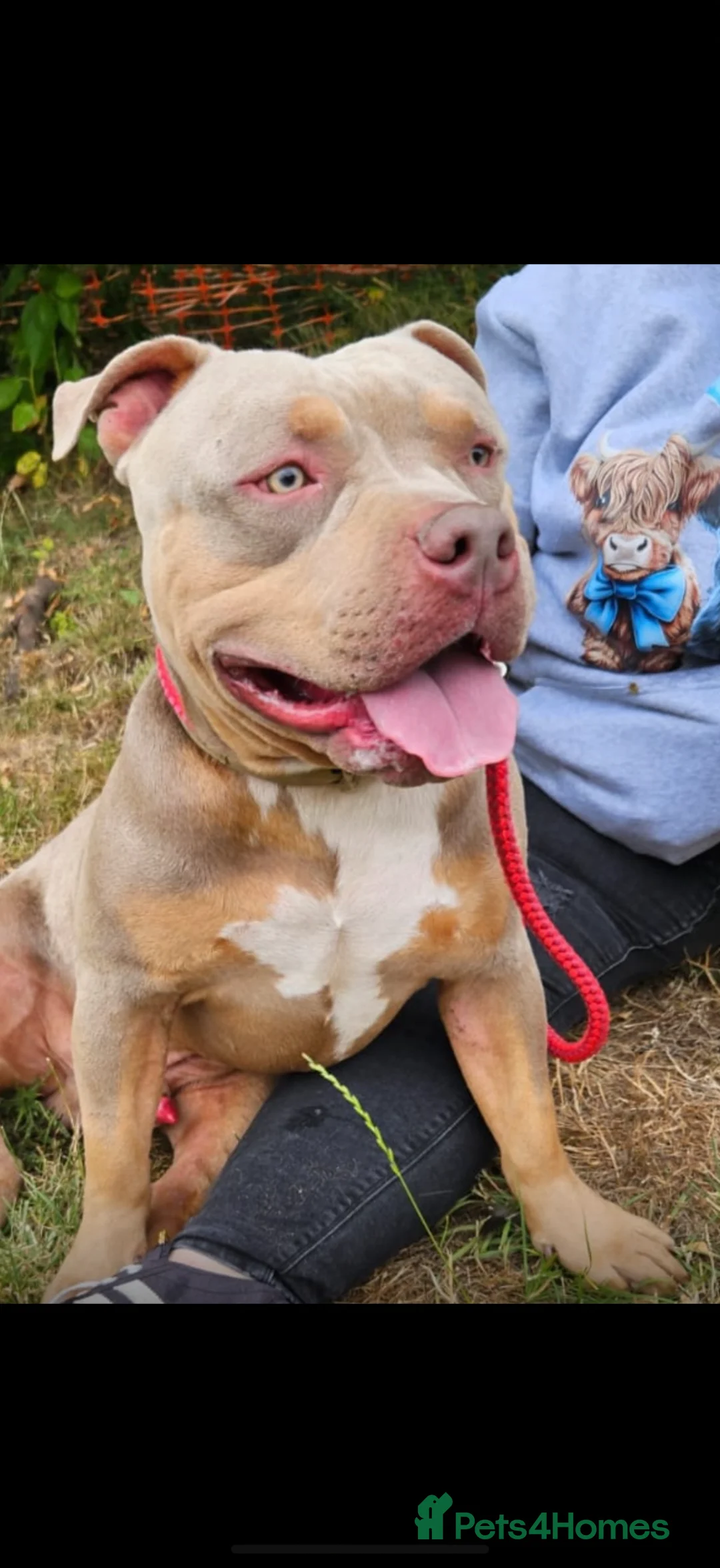 American Bully dogs for sale: Male bully classic  - Advert 1