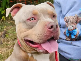 American Bully dogs Male bully classic - Advert 8