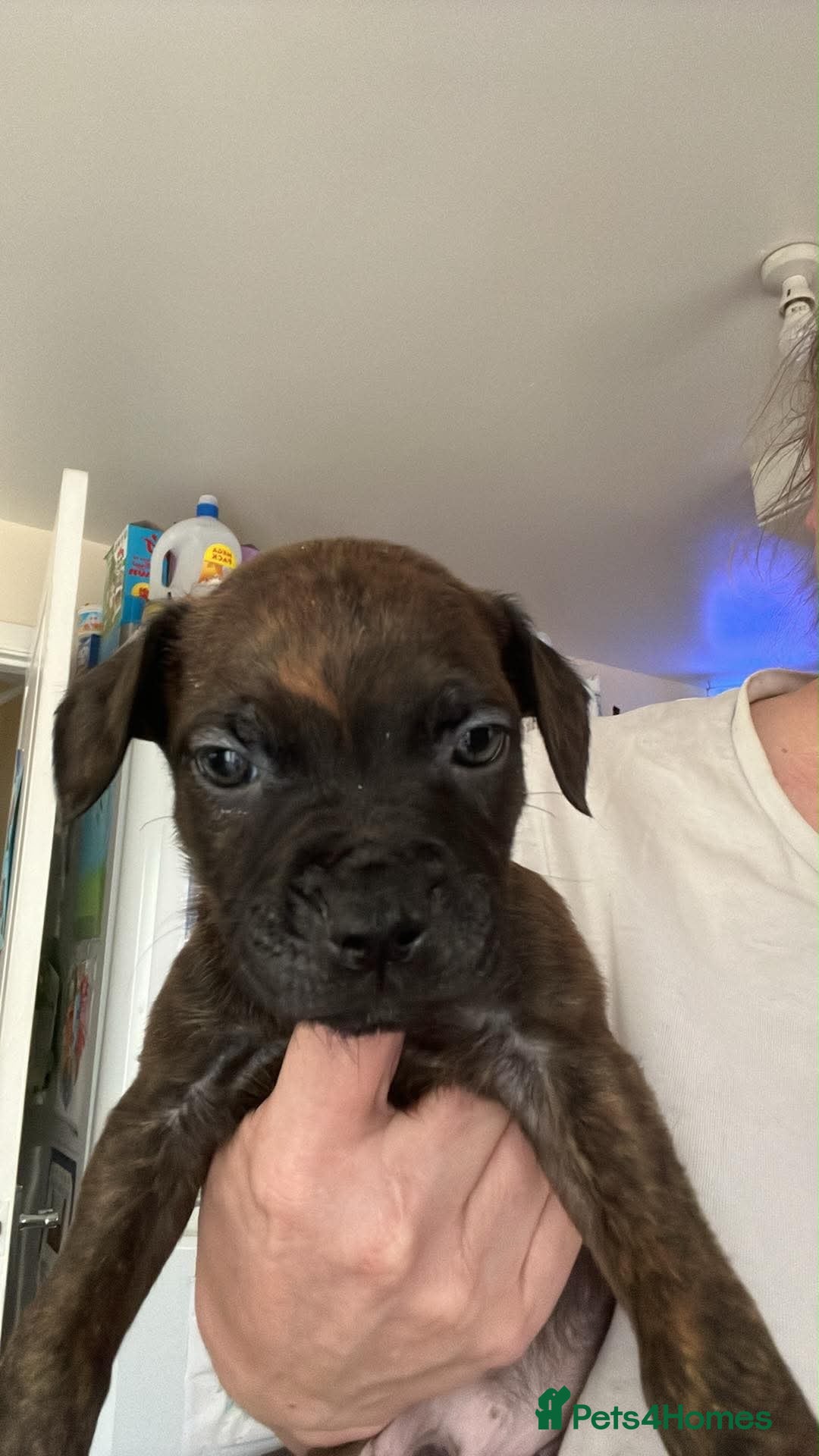 Staffordshire Bull Terrier dogs Male puppy staffy  - Advert 12