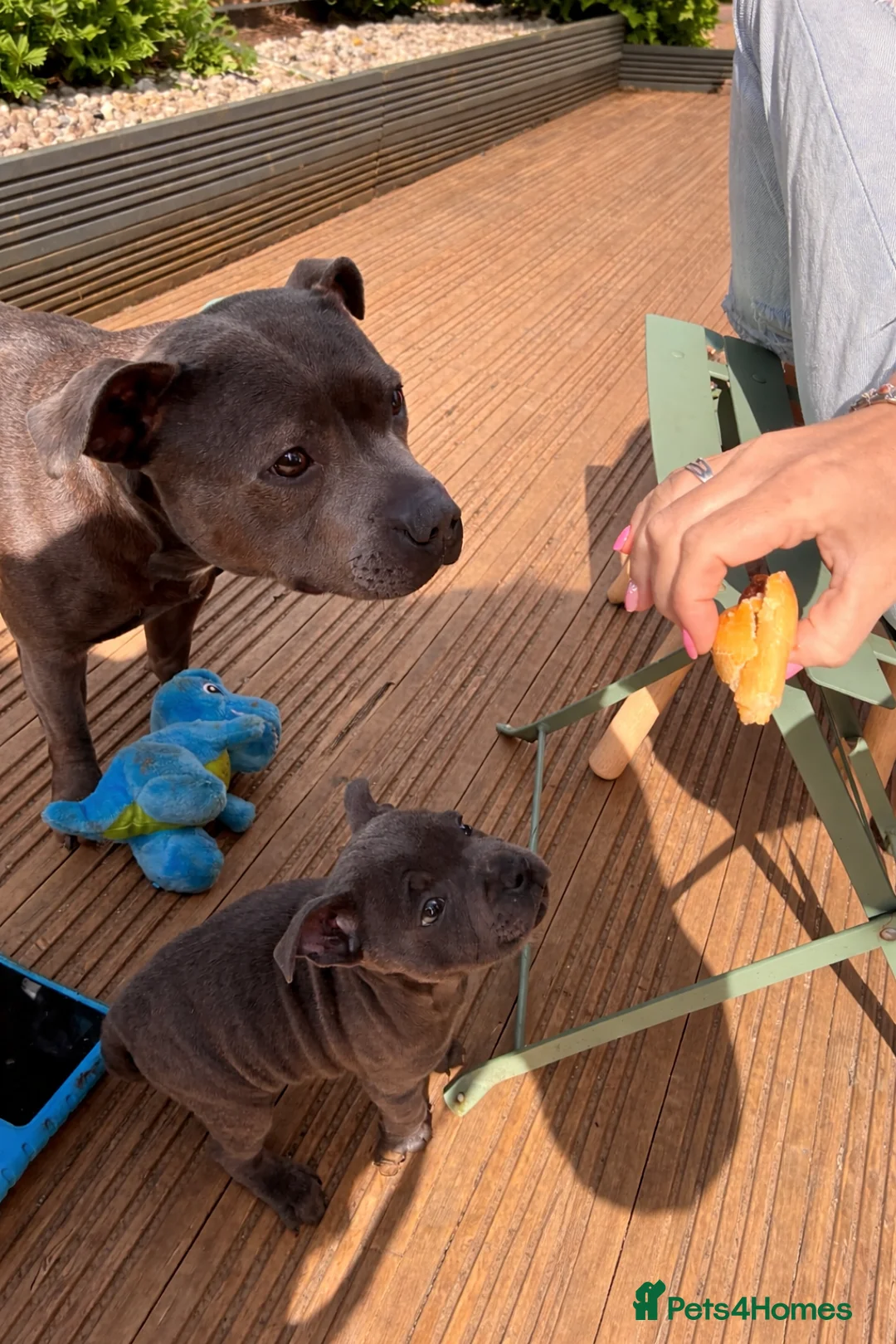 Staffordshire Bull Terrier dogs for sale: KC blue Staffy pup - Advert 2