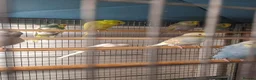 Budgerigars birds for sale: Budgies for sale - Advert 3
