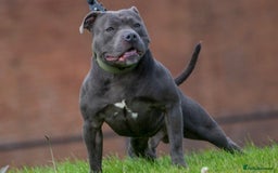 Staffordshire Bull Terrier dogs for sale: KC Registered Blue Staffordshire Bull Terrier  - Image 15
