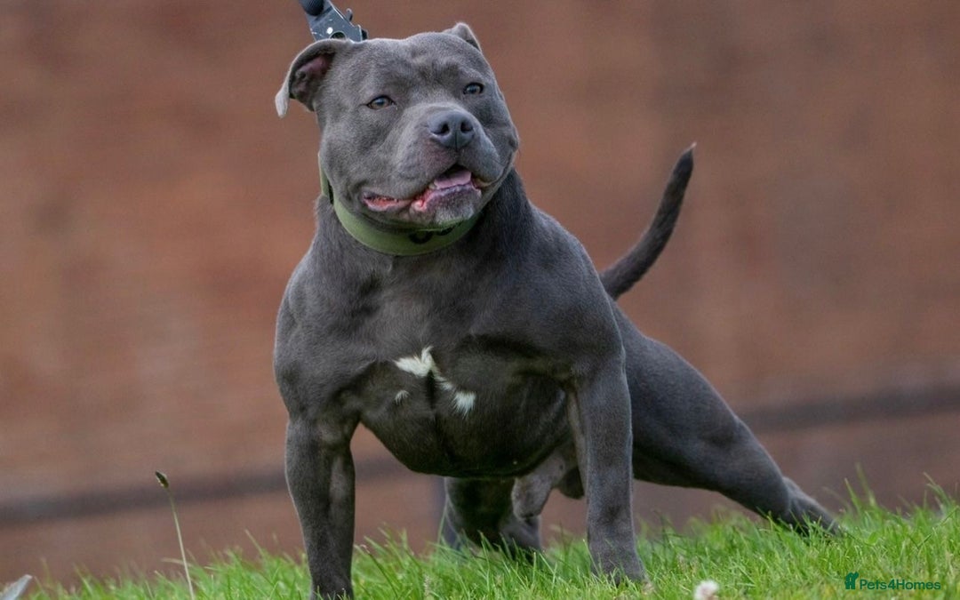 Staffordshire Bull Terrier dogs for sale: KC Registered Blue Staffordshire Bull Terrier  - Image 15