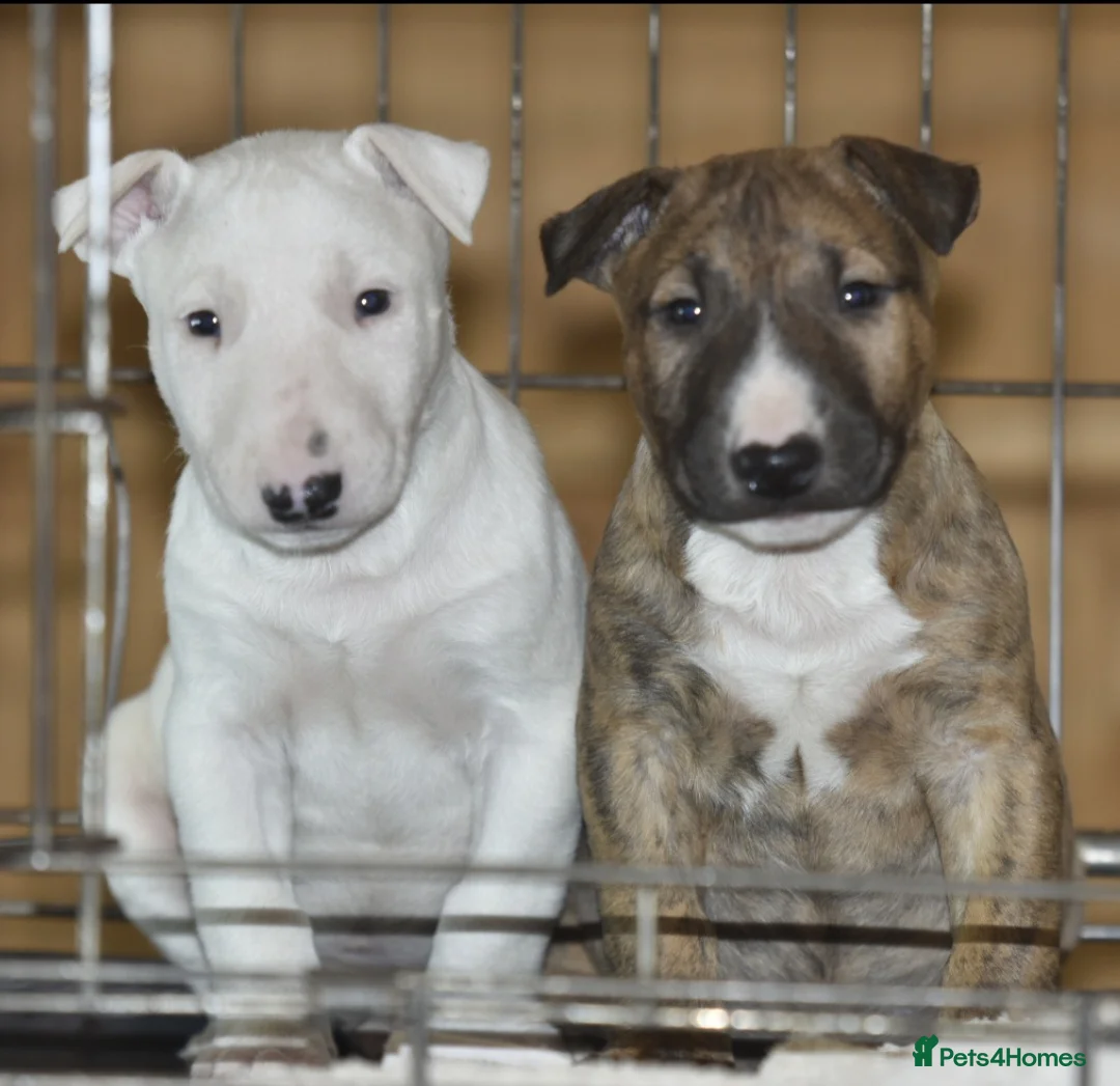 English Bull Terrier dogs for sale: UK's top quality ebt puppies - Advert 12