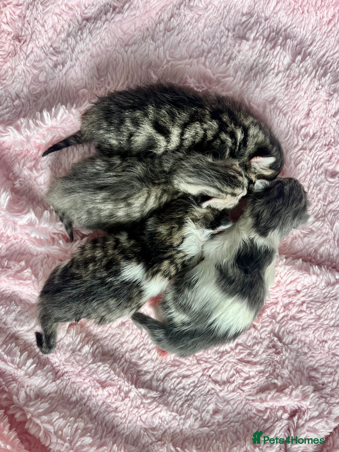 Siberian cats for sale: Four fluffy hyperallergenic kittens - Image 3