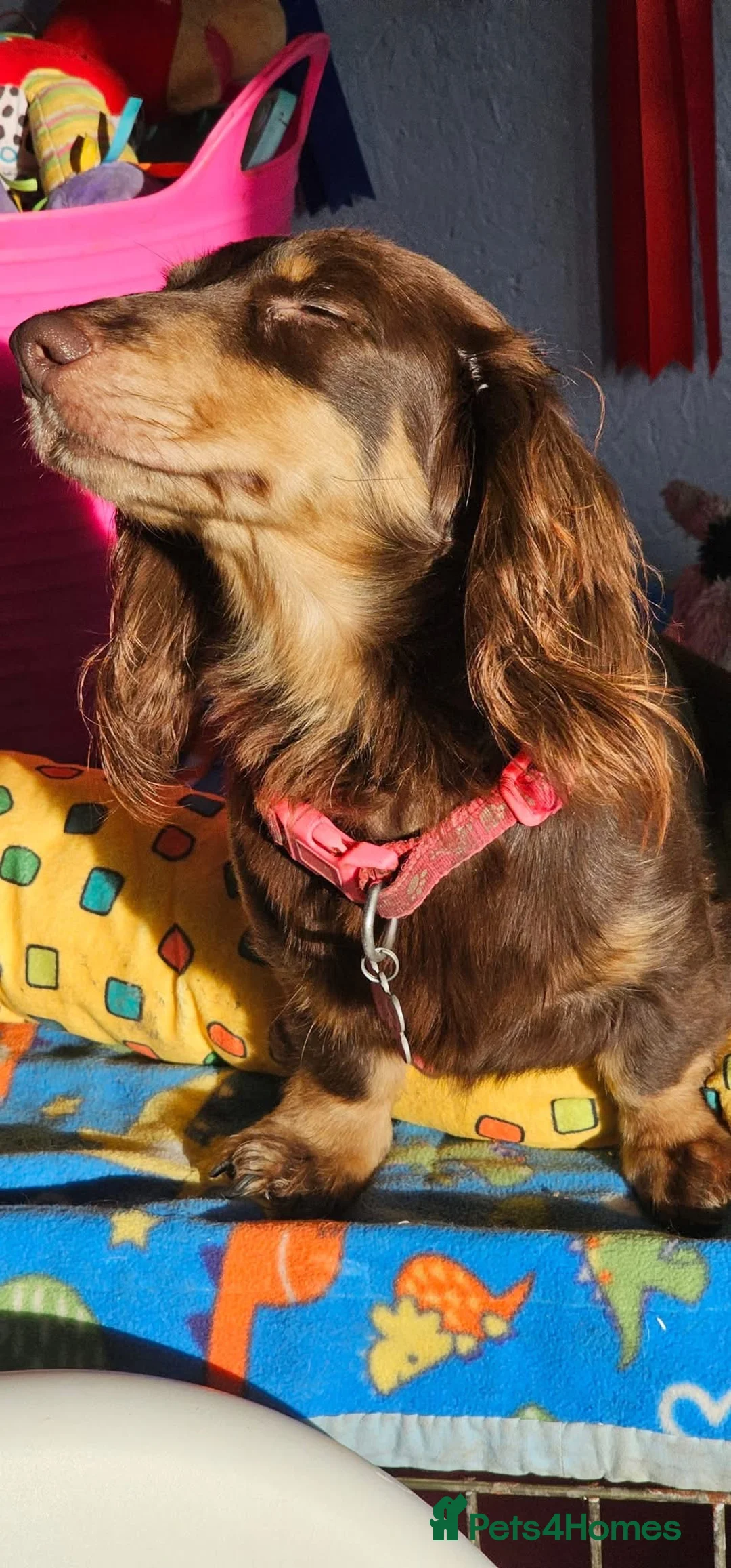 Miniature Dachshund dogs for sale: Miniature long haired Dachshund puppies Kc reg  - Advert 11