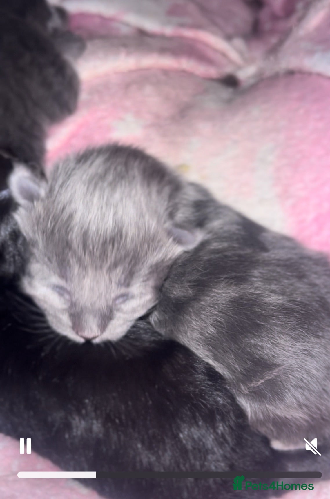 Mixed Breed cats  Bengal X 3rdGen MaineCoon kittens  - Advert 15