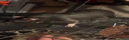 Rat rodents for sale: 4 male rats and set up - Advert 2