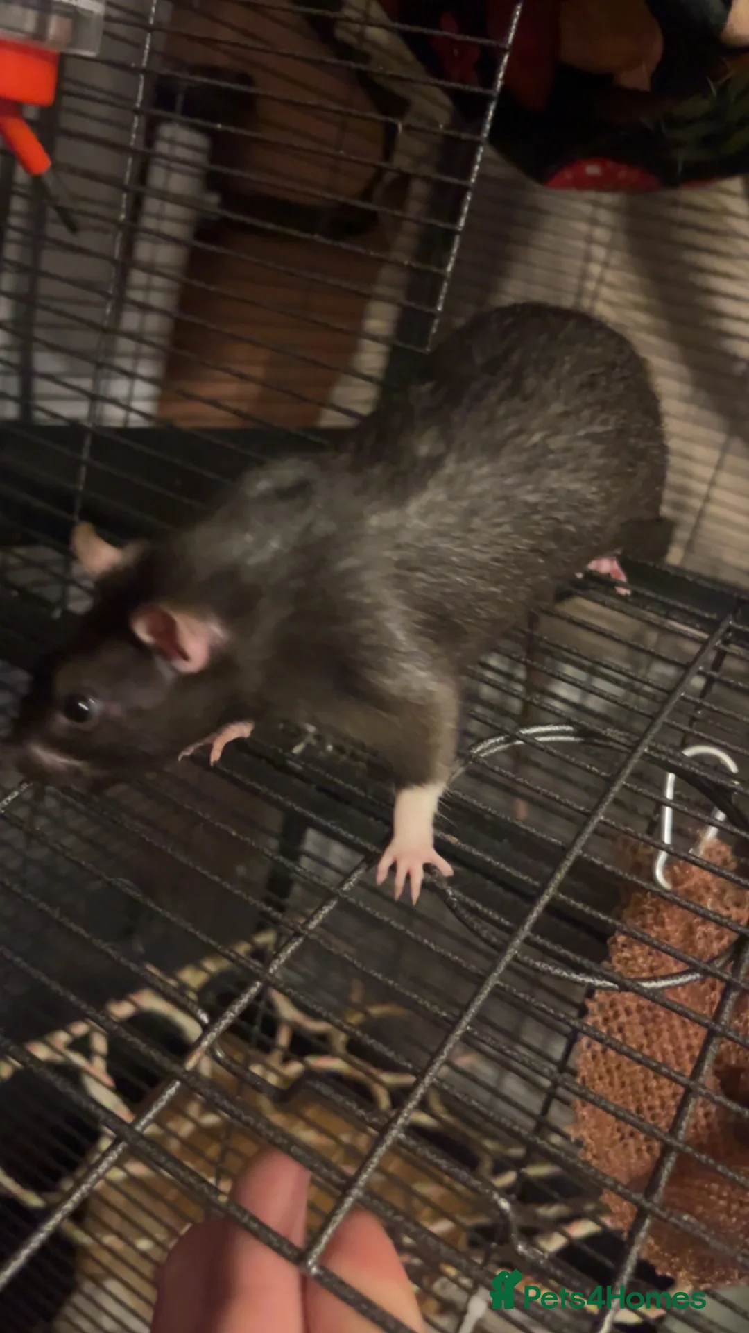 Rat rodents for sale: 4 male rats and set up - Advert 2