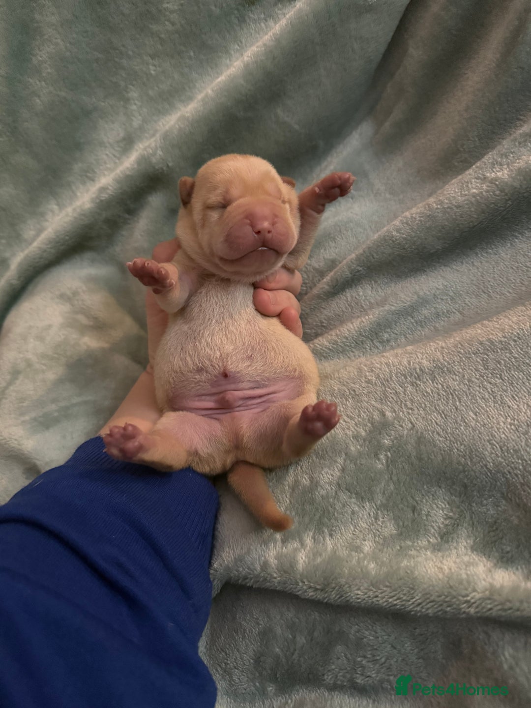 Shar Pei dogs for sale: Beautiful shar pei puppy’s 💜 - Advert 8