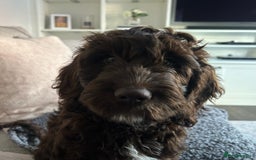 Mixed Breed dogs for sale: Loveable Cockapoo puppy  - Advert 7