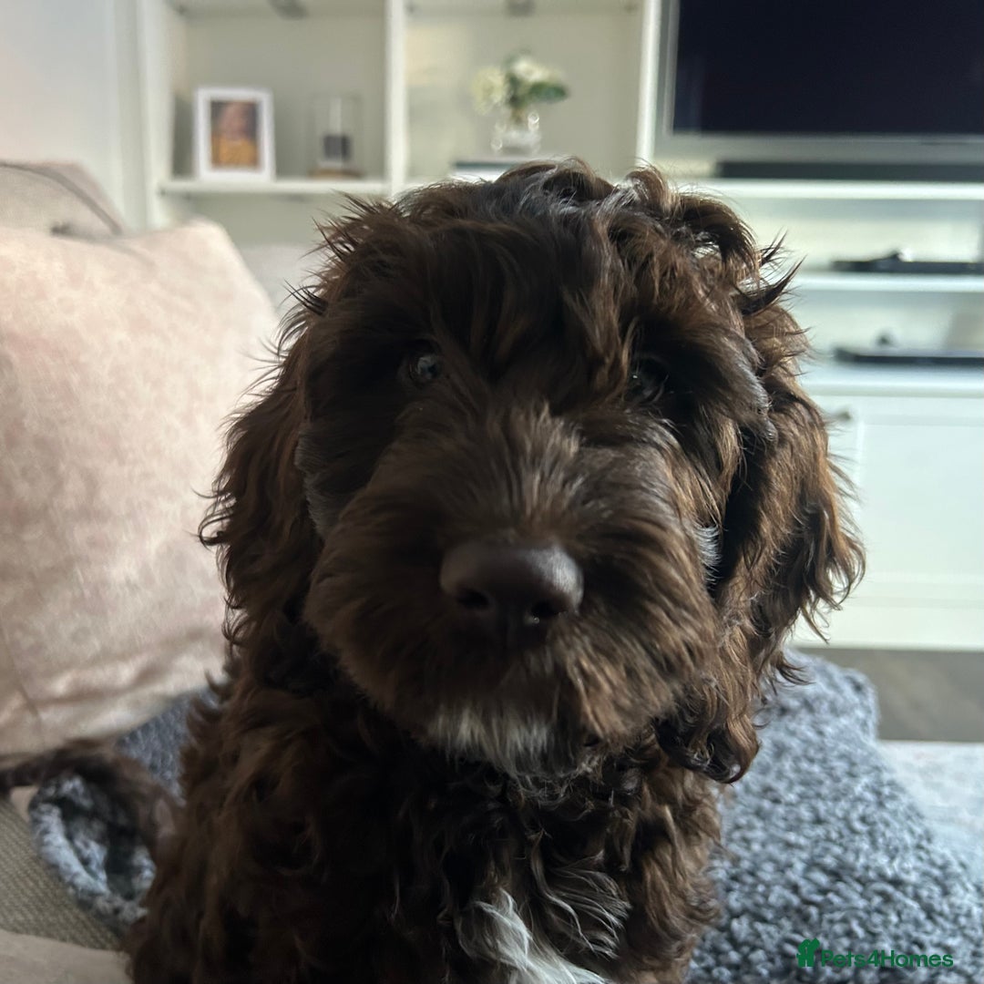 Mixed Breed dogs for sale: Loveable Cockapoo puppy  - Advert 7