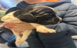 English Springer Spaniel dogs for sale: KC registered Springer spaniels puppies  - Image 32