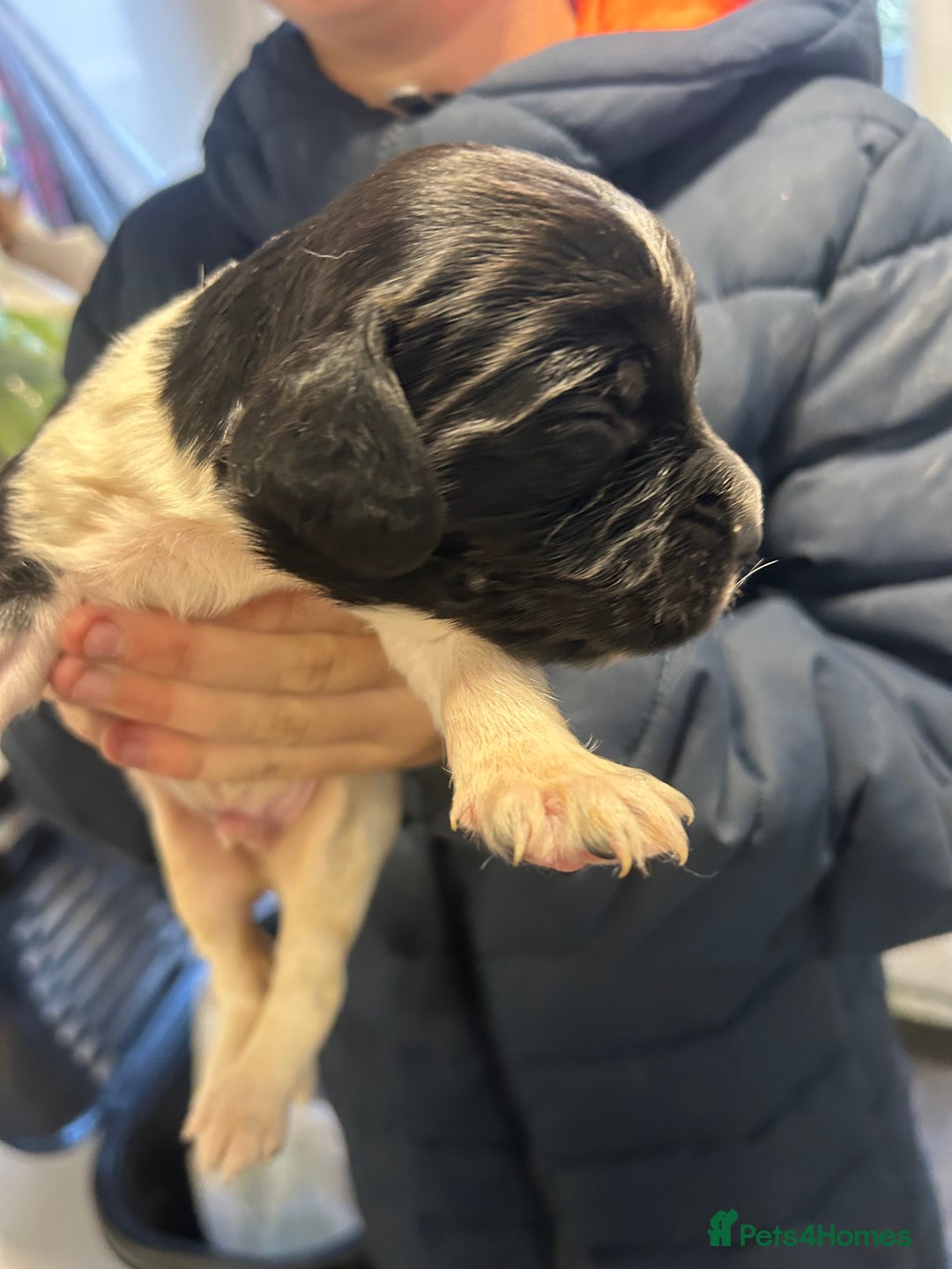 English Springer Spaniel dogs for sale: KC registered Springer spaniels puppies  - Image 32