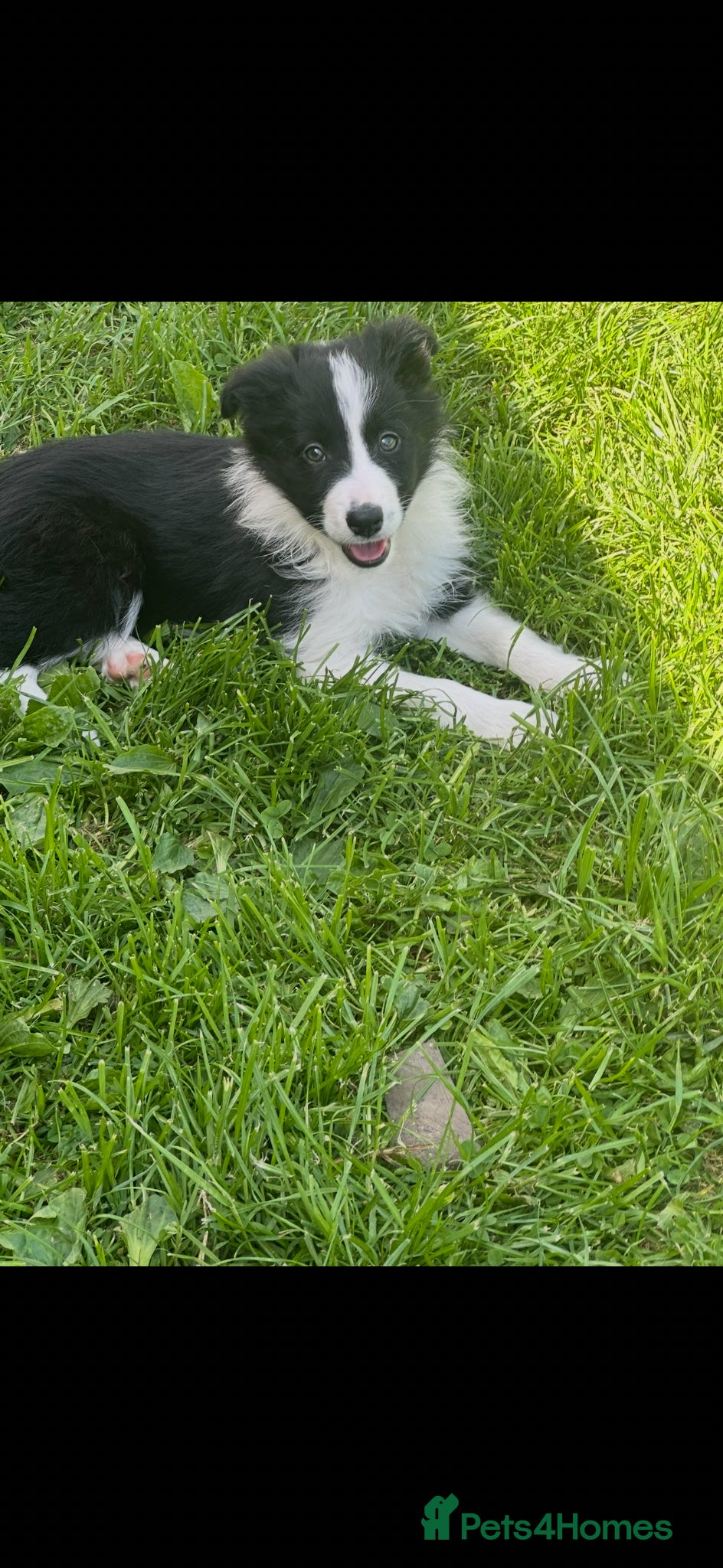 Border Collie dogs ISDS registered border collie puppies  - Advert 1