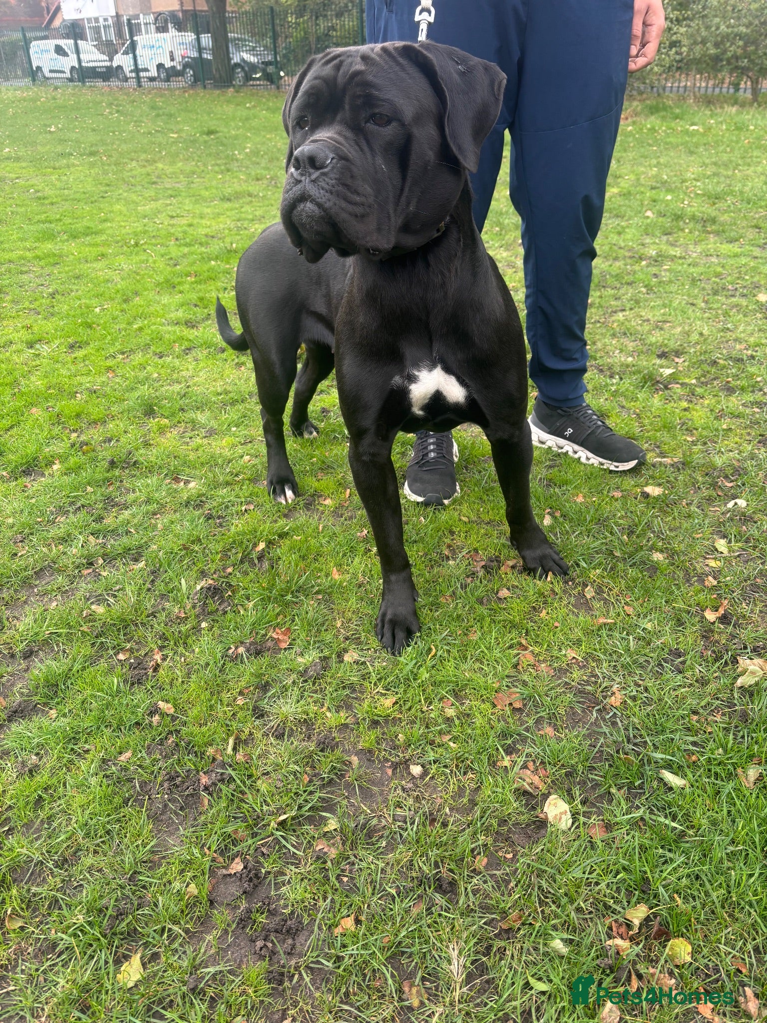 Cane Corso dogs Dog for rehome  - Advert 4