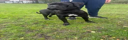 Cane Corso dogs for sale: Dog for rehome  in Liverpool - Advert 1